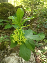 Daphne pontica