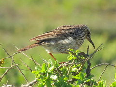 Certhilauda curvirostris