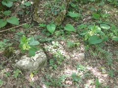 Daphne pontica