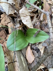 Platanthera orbiculata