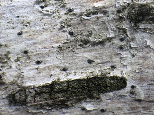 Leptorhaphis epidermidis image