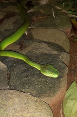 Trimeresurus