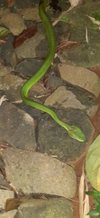 Trimeresurus