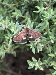 Pyrausta aurata