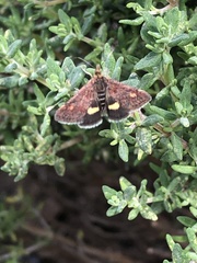 Pyrausta aurata