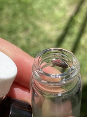 Cuerna striata