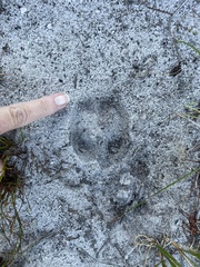 Raphicerus melanotis