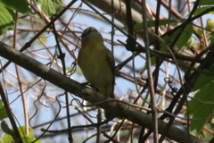 Vireo philadelphicus