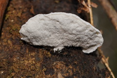 Postia lactea