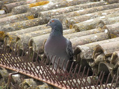 Columba livia domestica