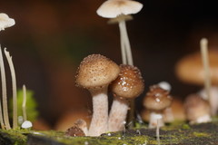 Armillaria hinnulea