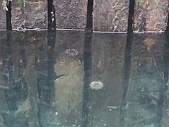 Strongylocentrotus droebachiensis