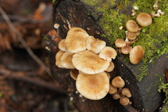 Armillaria hinnulea