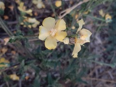 Verbascum pinnatifidum