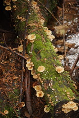 Armillaria hinnulea
