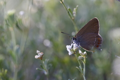 Satyrium esculi
