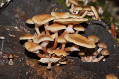 Armillaria hinnulea