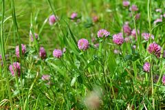 Trifolium pratense