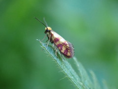 Micropterix tunbergella