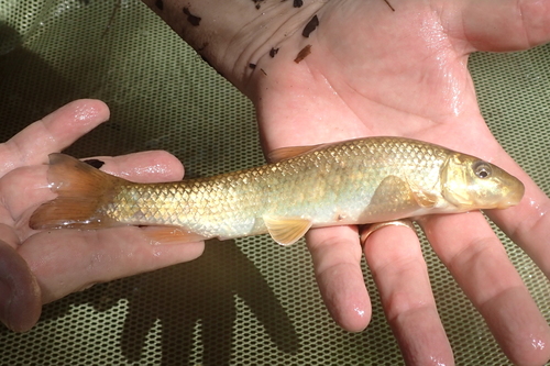 Greater jumprock (Moxostoma lachneri) — Catostomidae — 4