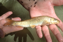 Moxostoma lachneri