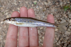 Erimystax dissimilis