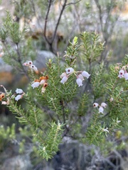 Erica verecunda