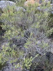 Erica verecunda