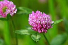 Trifolium pratense