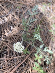 Lomatium orientale