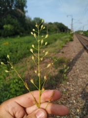 Camelina