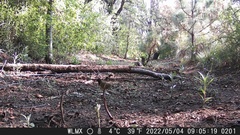 Pipilo maculatus macronyx