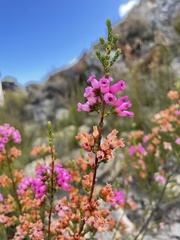 Erica daphniflora
