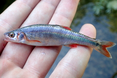 Lythrurus fasciolaris