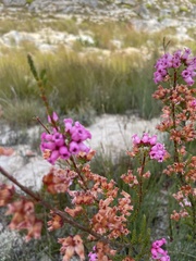 Erica daphniflora