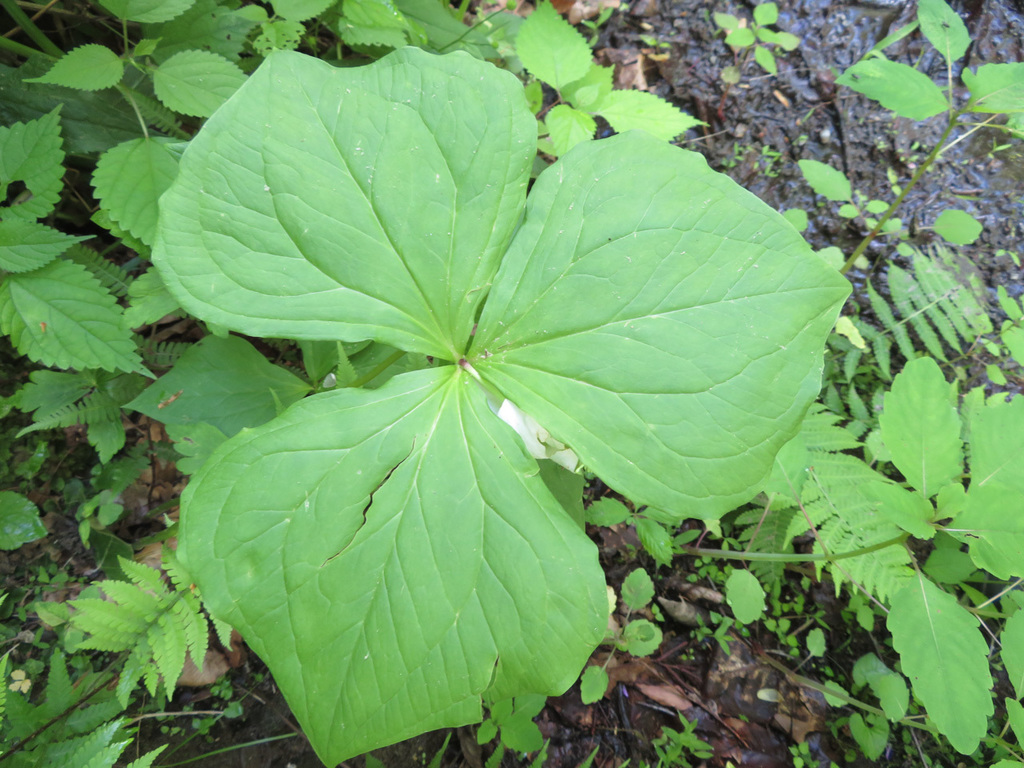 Southern Nodding Wakerobin In May 2022 By Tim Lewis · Inaturalist