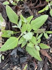 Atriplex laciniata