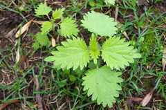 Urtica dioica