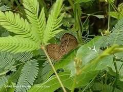 Mycalesis perseoides