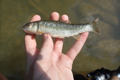 Nocomis leptocephalus