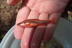 Notropis lutipinnis