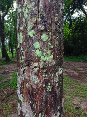 Fungi