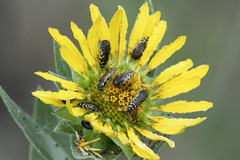 Acmaeodera mixta
