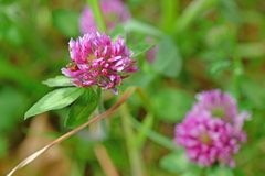 Trifolium pratense
