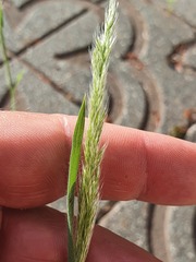 Trisetaria panicea