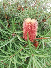 Banksia brownii