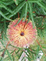 Banksia brownii