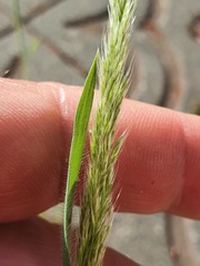 Trisetaria panicea