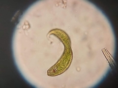 Lepocinclis fusca