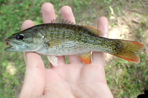 Chattahoochee Bass
